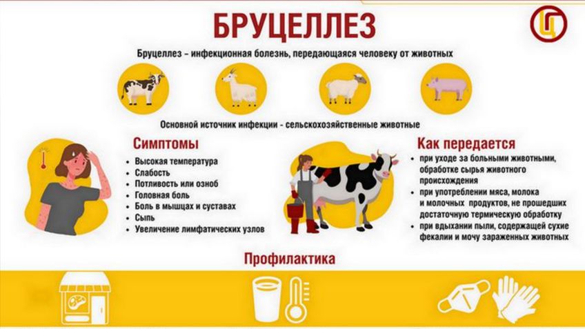 Бруцеллёз: опасное заболевание, передающееся от животных к человеку