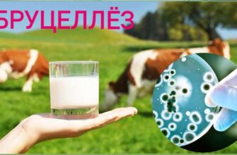 Бруцеллёз: опасное заболевание, передающееся от животных к человеку