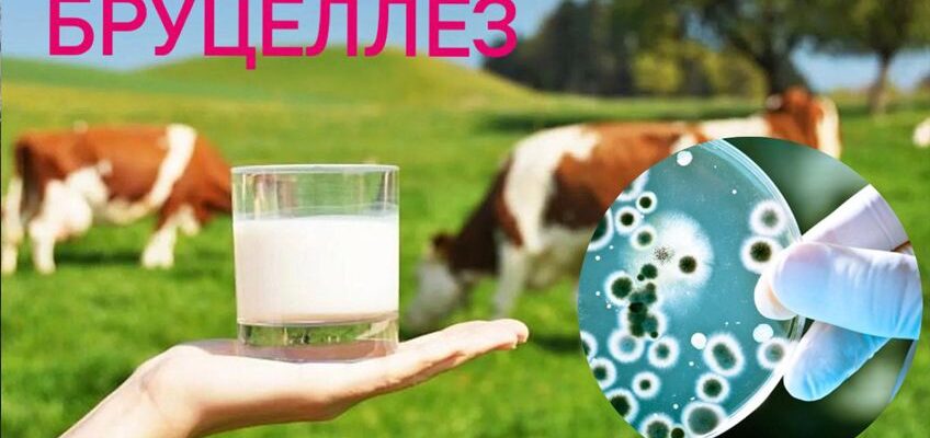 Бруцеллёз: опасное заболевание, передающееся от животных к человеку